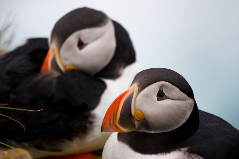 Atlantic Puffins